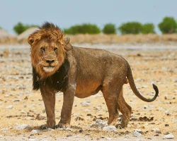 Tierwelt in Namibia (Löwe)