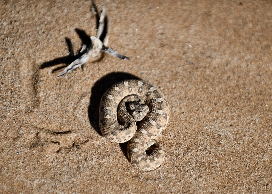 Seitenwinder Schlange - eines der "Small Five" Geschöpfe in Namibia