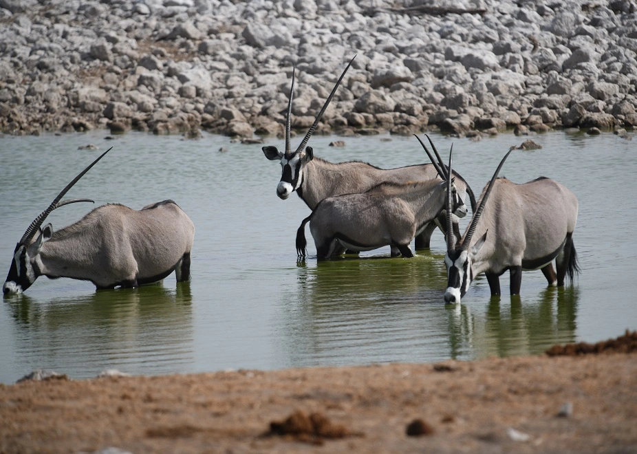 Oryx-Antilopen im Flußbett im Damaraland auf einer Rundreise durch Namibia