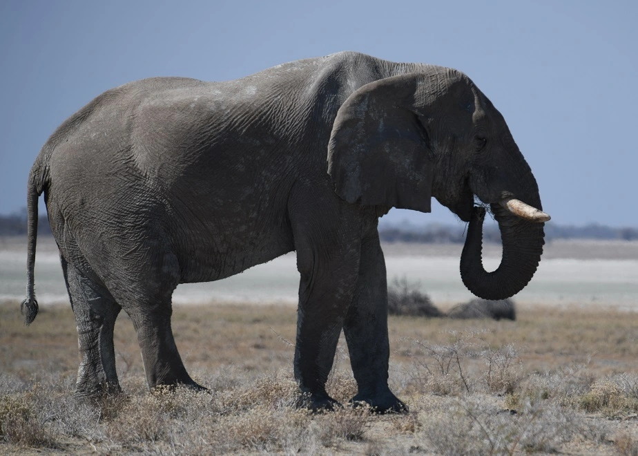 Wilder Elefant auf einer Rundreise durch den Etosha Nationalpark in Namibia