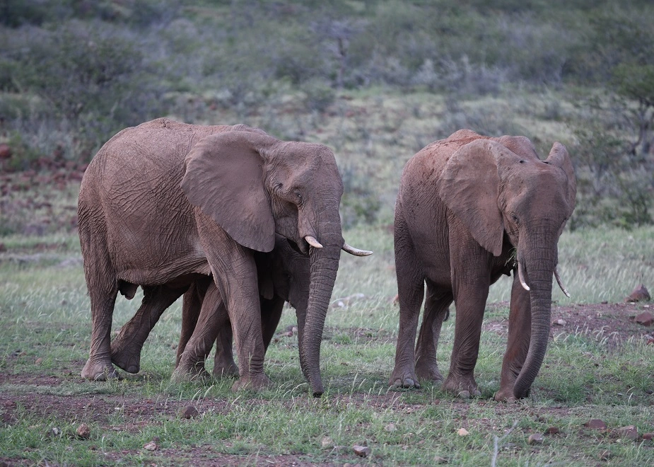 Seltene Elefanten am Grootberg-Paß in Namibia
