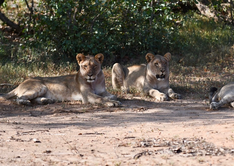 Rundreise durch Namibia: Wilde Löwen im Etosha Nationalpark