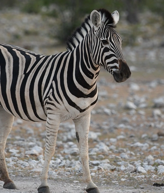 Wildes Zebra auf einer Rundreise durch Etosha Nationalpark Namibia