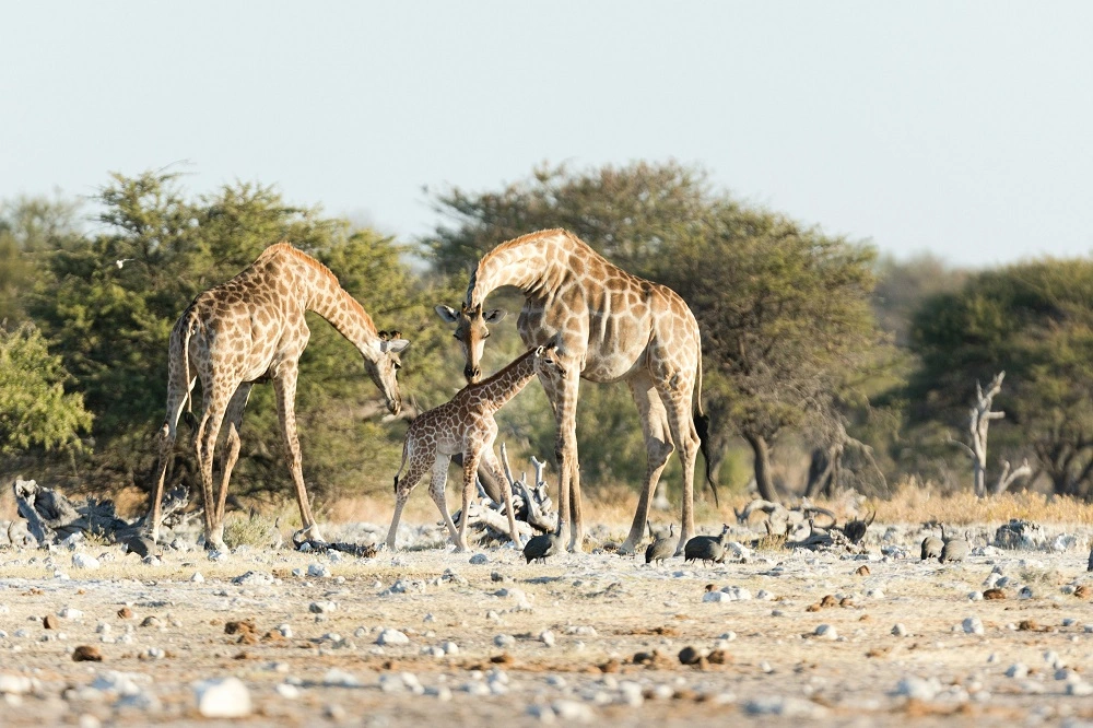 Wilde Giraffen im Damaraland beobachten