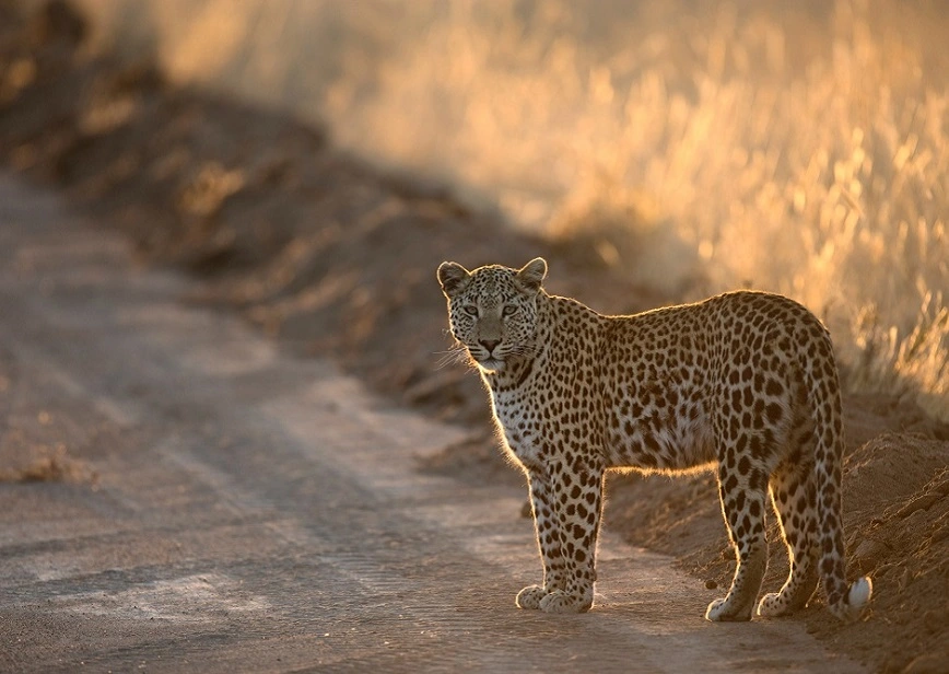 Namibia Rundreise mit Leoparden im Damaraland