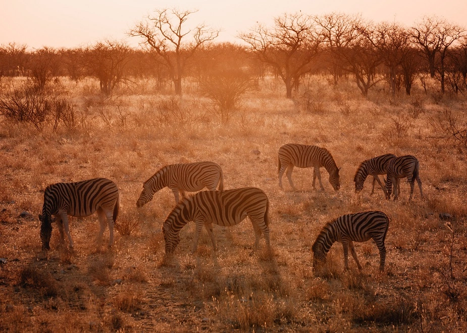 Majestätische Tierherden im Sonnenuntergang auf einer Rundreise im Etosha Nationalpark