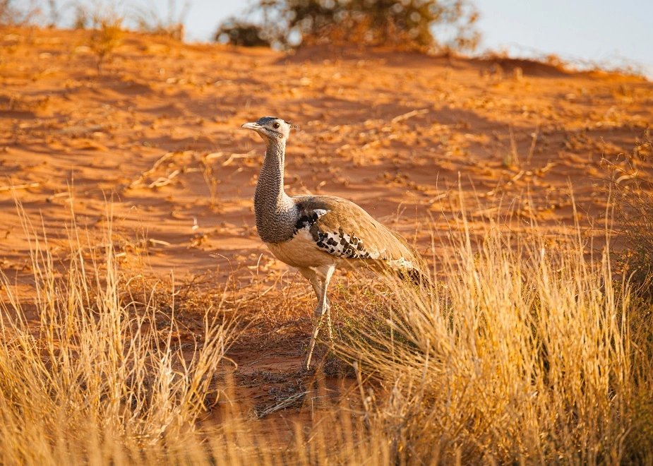 Greifvogel und Vogelvielfalt auf einer Rundreise im Etosha Nationalpark