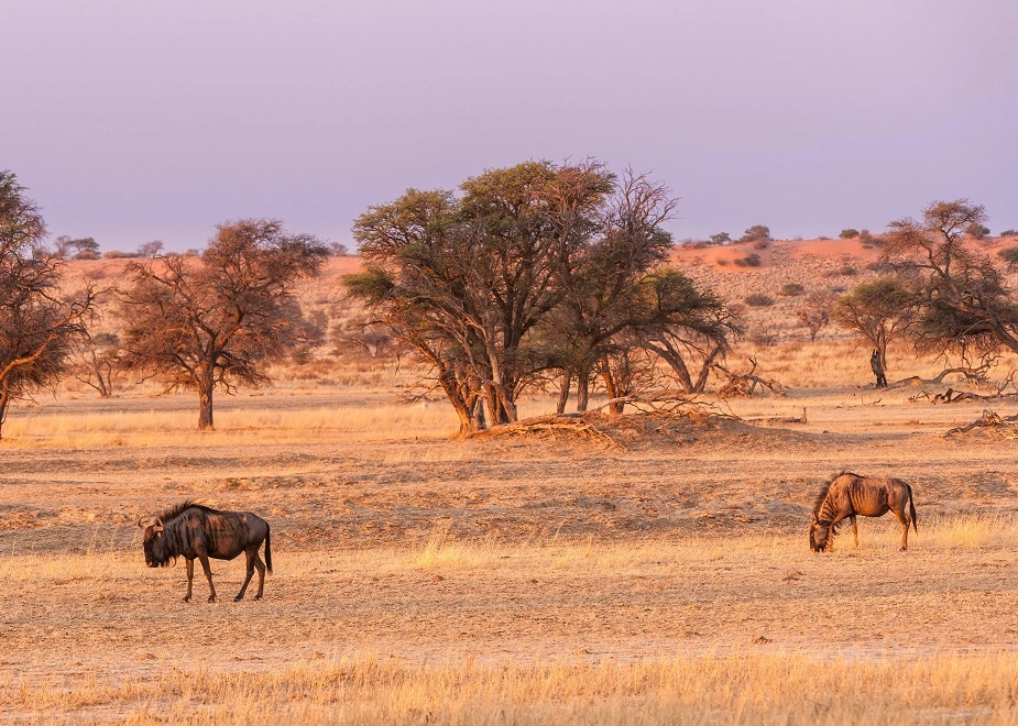 Kalahari Wüste, Rundreise im Mariental