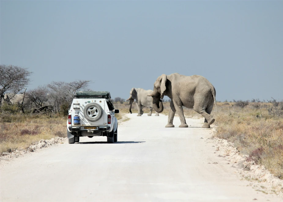 Mit einem Mietwagen auf einer Reise durch Namibia, als auf der Straße eine Elefantenherde überquert