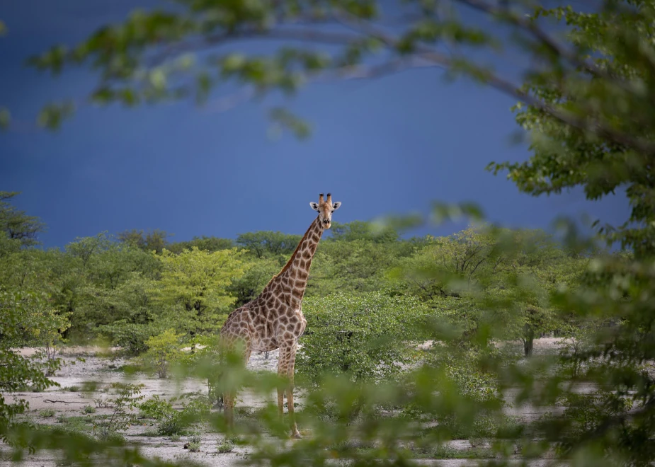 Wilde Giraffe im Etosha Nationalpark auf der Rundreise "das Herz Namibias" mit die-namibia-rundreise.de