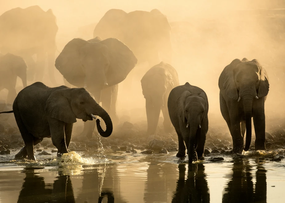 Rundreise durch Namibia, vorbei an einer Elefantenherde im Damaraland