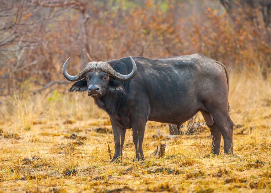 Büffel auf einer Beobachtung im Caprivi-Zipfel in Namibia