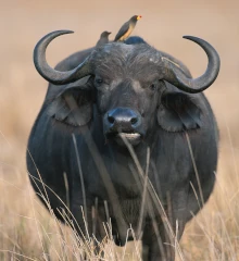 Teaserbild: Büffel, Diese robusten Tiere leben in großen Herden und sind häufig in der Nähe von Wasserquellen zu finden.