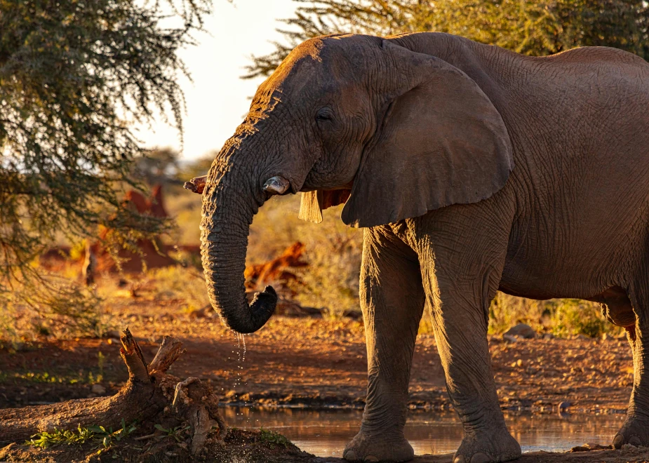 Eines der Big Five in Namibia, ein großer Elefant, im Damaraland