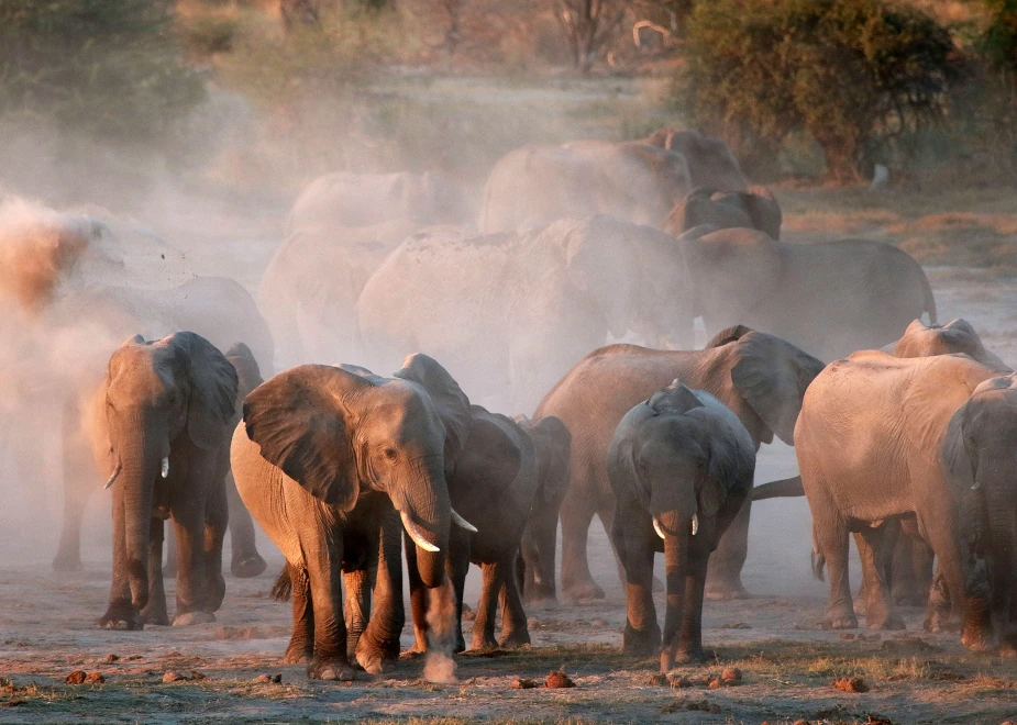 Elefanten auf einer Wanderung in einer Herde in Namibia