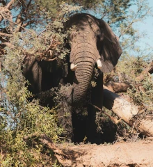 Teaserbild: Elefanten, Elefanten sind in Namibia weit verbreitet und können besonders gut im Etosha Nationalpark und im Damaraland beobachtet werden.