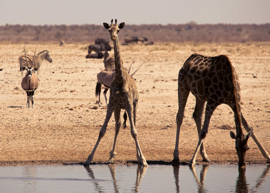 Herdenstruktur wilder Giraffen an einem Wasserloch in Etosha in Namibia