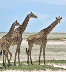 Teaserbild: Giraffen, Namibias majestätische Giraffen