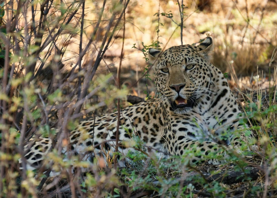 Leopard, eines der Big Five Namibias, sitzt im Gebüsch und beobachtet