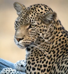 Teaserbild: Leoparden, Leoparden zählen zu den Big Five in Namibia sind beeindruckende und anpassungsfähige Raubkatzen, die in verschiedenen Lebensräumen vorkommen.