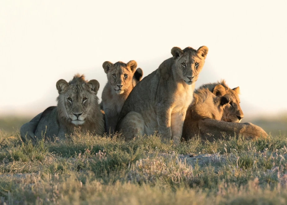 Ein Rudel Löwen schaut bei einer Beobachtung in Namibia (Damaraland) in die Kamera