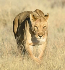 Teaserbild: Löwen, Löwen sind eine der bekanntesten und beeindruckendsten Tierarten in Namibia und gehören zu den berühmten Big Five Afrikas.
