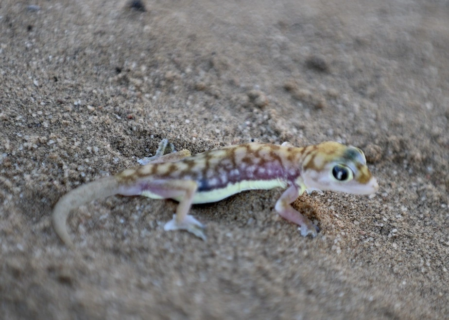 Namibgecko, eines der Little Five, in der Namibwüste in Namibia fotografiert