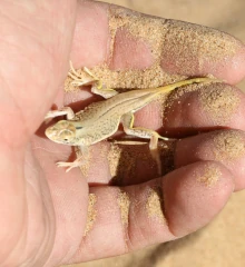 Teaserbild: Namibgecko, Transparente Meister der Wüste