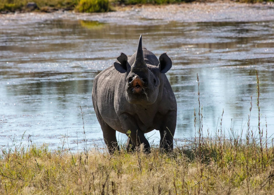 Nashorn, eines der Big Five Namibias, steht an der Böschung von einem Fluss