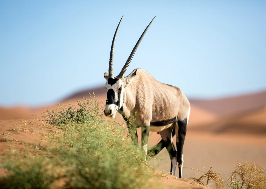 Oryxantilope auf einer Wanderung