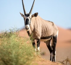 Teaserbild: Oryxantilopen, Namibias Wahrzeichen