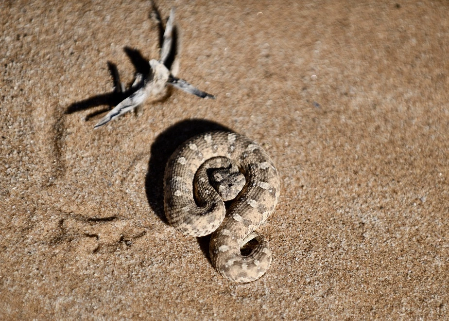 Die Sidewind-Schlange: eine kleine Giftschlange, die sich durch ihre einzigartige Fortbewegungsart auszeichnet: das „Sidewinding“. Sie ist eine der Tiere der Little Five in Namibia und schwer zu beobachten.