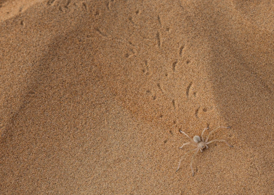 Tanzende weiße Dame (Carparachne aureoflava) gräbt tiefe, spiralförmige Löcher in den Sand, um sich vor der extremen Hitze des Tages zu schützen.