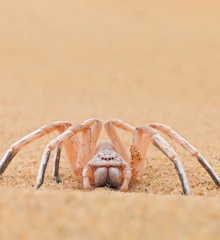 Teaserbild: Weiße Dame, Geheime Jägerin der Namib