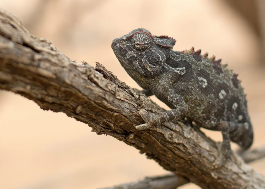 Wüstenchamäleon in der Nähe von Pflanzen und Ästen auf dunklem Untergrund in Namibia. Dabei nimmt es dunklere Farbtöne an.