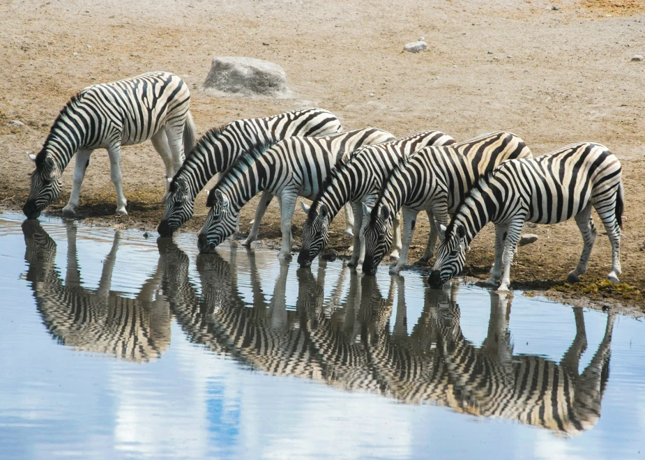 Eine Herde an Zebras wurde beobachtet beim Trinken an einem Wasserloch in Namibia.