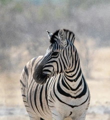 Teaserbild: Zebras, Streifenwunder in freier Wildbahn
